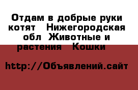 Отдам в добрые руки котят - Нижегородская обл. Животные и растения » Кошки   